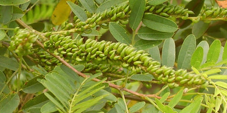 Amorpha fruticosa – description, flowering period. reen fruits of amorphous bush in the form of beans