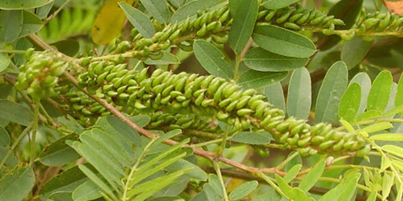 Amorpha fruticosa – description, flowering period and general distribution in Minnesota. reen fruits of amorphous bush in the form of beans