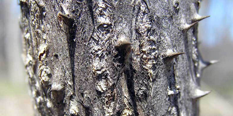 Shotbush – description, flowering period and general distribution in Missouri. adult tree trunk with thorns