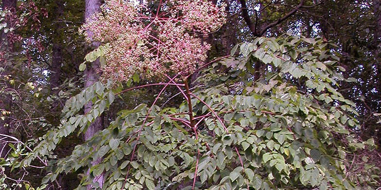 Angelica tree – description, flowering period and general distribution in New Jersey. berry ripening start