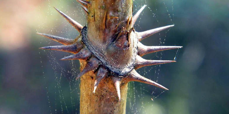 Aralia spinosa – description, flowering period and general distribution in Oklahoma. young trunk with spines characteristic of this plant