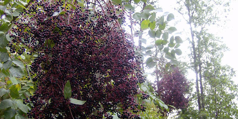 Aralia spinosa – description, flowering period and general distribution in Oklahoma. ripe berries