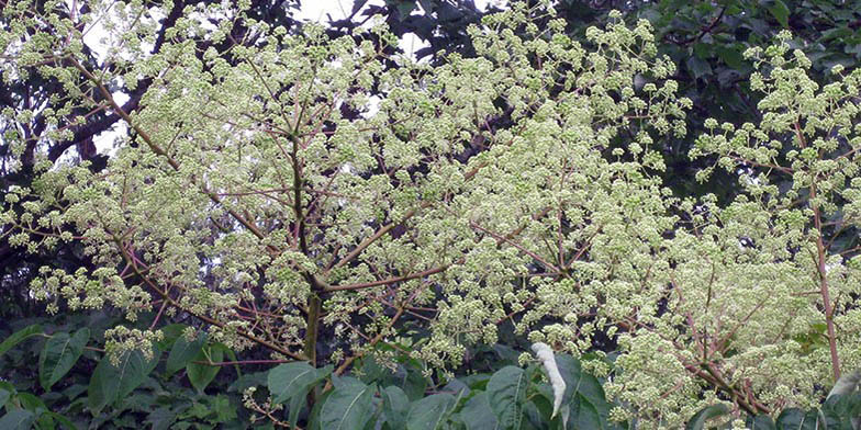 Angelica tree – description, flowering period and general distribution in Arkansas. all branches in flowers