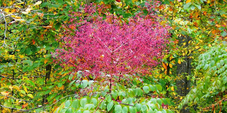 Angelica tree – description, flowering period and general distribution in Missouri. beautiful color ratio