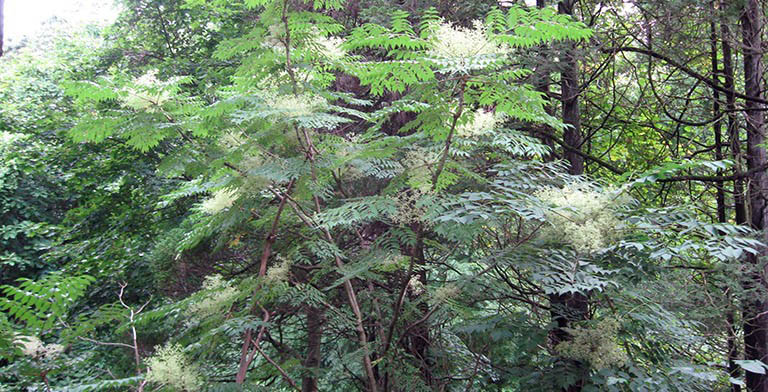 Aralia spinosa – description, flowering period and general distribution in New York. young tree in the forest