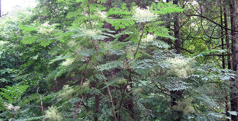 Angelica tree – description, flowering period and general distribution in Ohio. young tree in the forest
