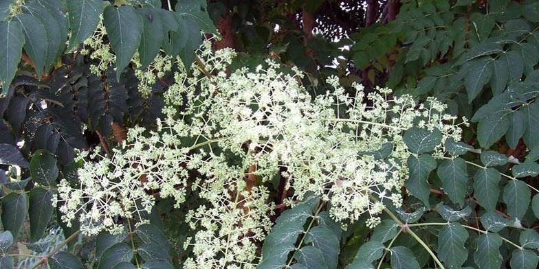 Devil's walkingstick – description, flowering period and general distribution in Texas. flowers are waiting for bees