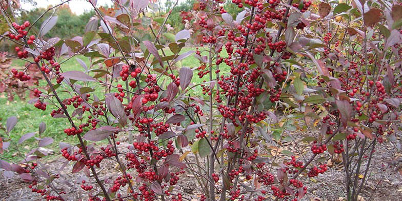 Red chokeberry – description, flowering period and general distribution in New Hampshire. Bushes with ripe fruits, leaves change color