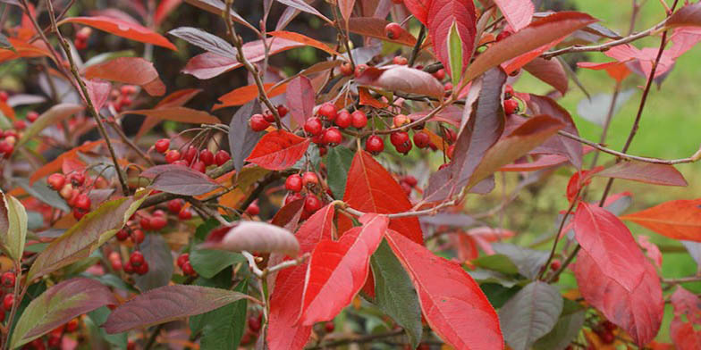 Red chokeberry – description, flowering period and general distribution in Louisiana. Branches with red leaves and fruits.