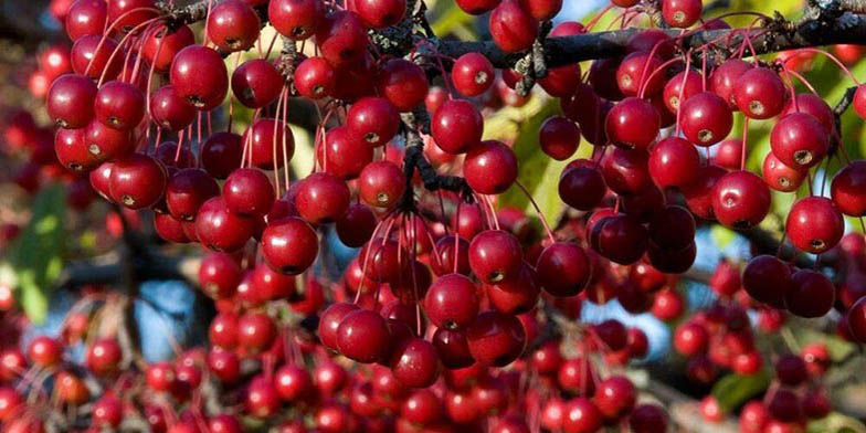 Aronia arbutifolia – description, flowering period and general distribution in New Brunswick. Bunches of red fruits glisten in the sun.