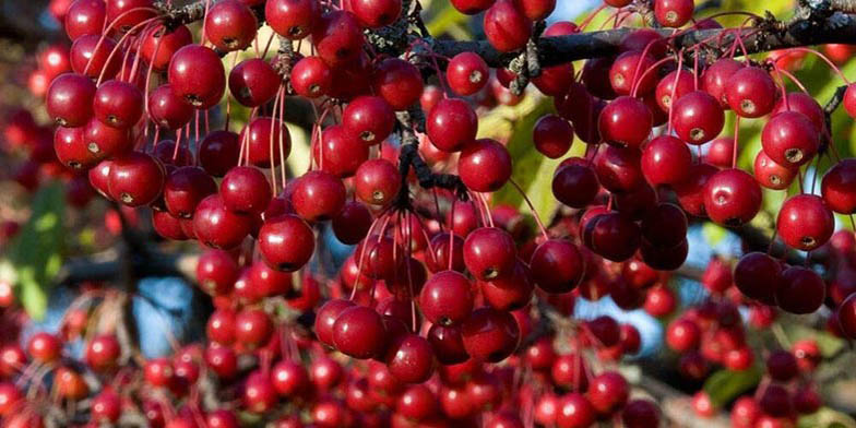 Red chokeberry – description, flowering period and general distribution in Georgia. Bunches of red fruits glisten in the sun.