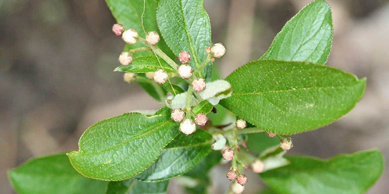 Aronia arbutifolia – description, flowering period and general distribution in Alabama. Plant begins to bloom