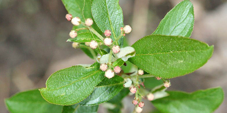 Red chokeberry – description, flowering period and general distribution in Georgia. Plant begins to bloom