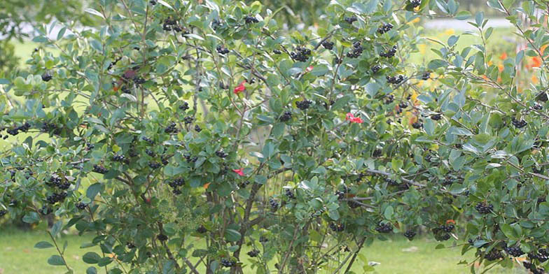 Black chokeberry – description, flowering period and general distribution in New Jersey. Aronia melanocarpa - a shrub with fruits