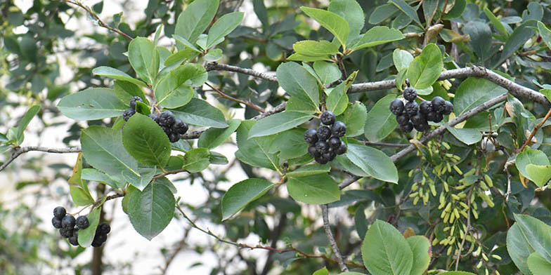 Aronia melanocarpa – description, flowering period and general distribution in New York. Black chokeberry - branches with fruit