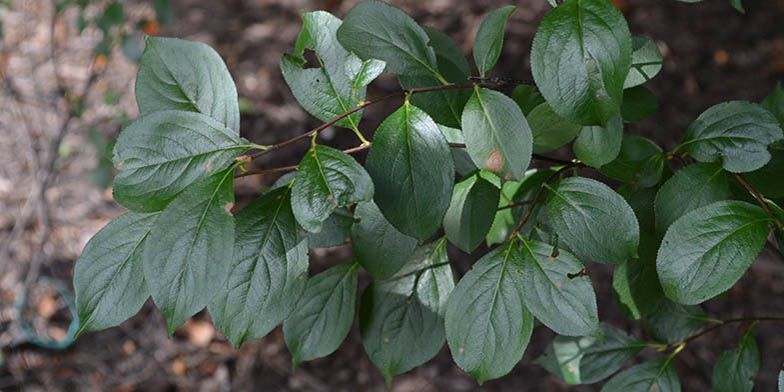 Aronia melanocarpa – description, flowering period and general distribution in New York. Black chokeberry (Aronia melanocarpa) branches with green leaves