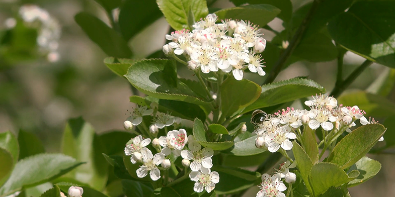 Sorbus – description, flowering period and general distribution in Illinois. Black chokeberry - flowers on the branch 