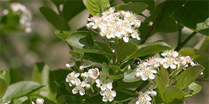 Aronia melanocarpa – description, flowering period and time in Wisconsin, Black chokeberry - flowers on the branch .