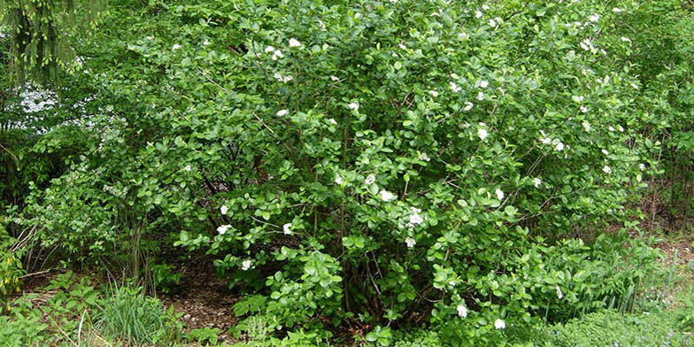 Mountain Ash – description, flowering period. Black chokeberry (Aronia melanocarpa) green shrub start bloom