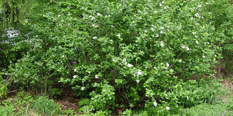 Aronia melanocarpa – description, flowering period and general distribution in New York. Black chokeberry (Aronia melanocarpa) green shrub start bloom