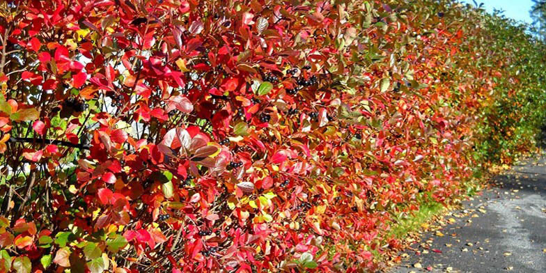 Aronia melanocarpa – description, flowering period and general distribution in South Carolina. Shrub Black chokeberry (Aronia melanocarpa) in autumn. Red leaves.