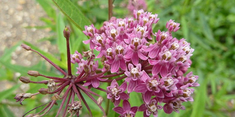 Сommon milkweed – description, flowering period and general distribution in Louisiana. pinkish-lilac, fragrant flowers, collected in large umbrella-shaped inflorescences