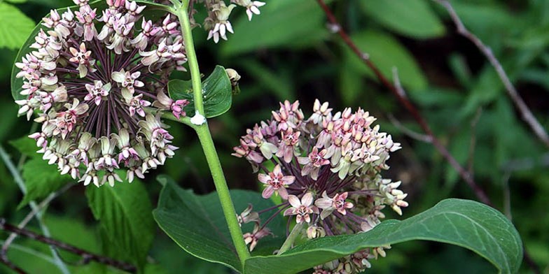 Сommon milkweed – description, flowering period and general distribution in Nebraska. several inflorescences on one branch