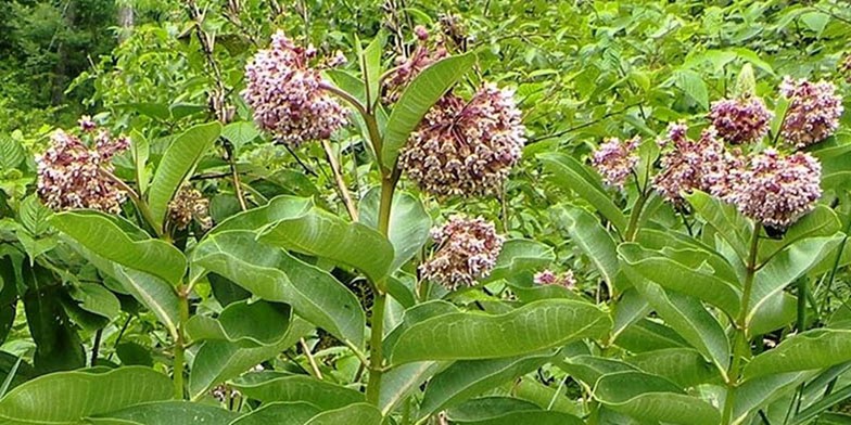 Asclepias syriaca – description, flowering period and general distribution in Mississippi. young stems with large leaves