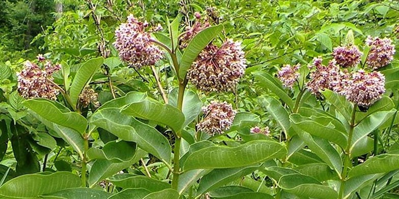 Сommon milkweed – description, flowering period and general distribution in Vermont. young stems with large leaves