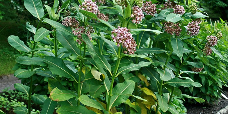 Сommon milkweed – description, flowering period and general distribution in Louisiana. stalks of milkweed with large leaves and delicate flowers