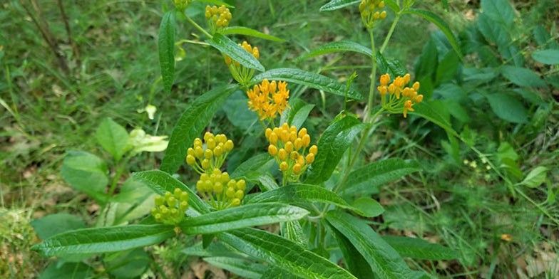 Orange Swallow-wort – description, flowering period and general distribution in Missouri. delicate buds of inflorescences