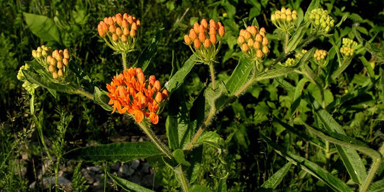 Orange Milkweed – description, flowering period and general distribution in New Hampshire. several stages of flowering on one stem