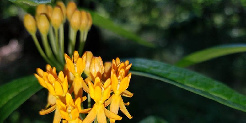 Asclepias tuberosa – description, flowering period and general distribution in Texas. small yellow flowers bloomed