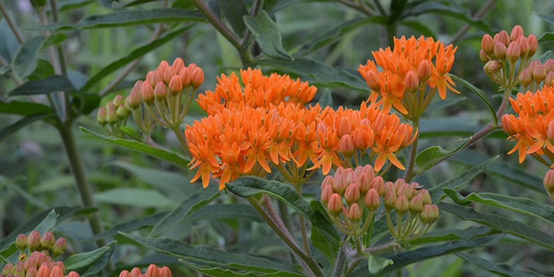 Asclepias tuberosa – description, flowering period and general distribution in Quebec. Closeup showing unopened, opening, and fully opened flower buds