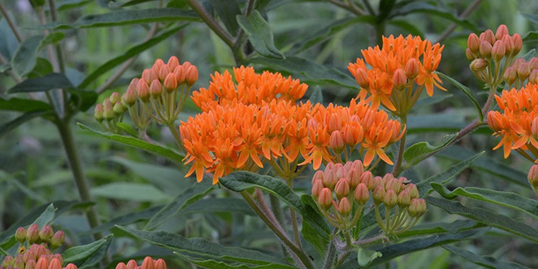 Orange Swallow-wort – description, flowering period and general distribution in Florida. Closeup showing unopened, opening, and fully opened flower buds