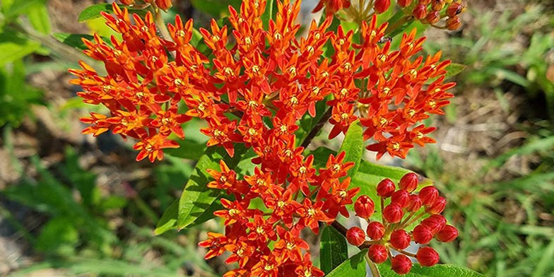 Asclepias tuberosa – description, flowering period and general distribution in Ohio. fully opened buds