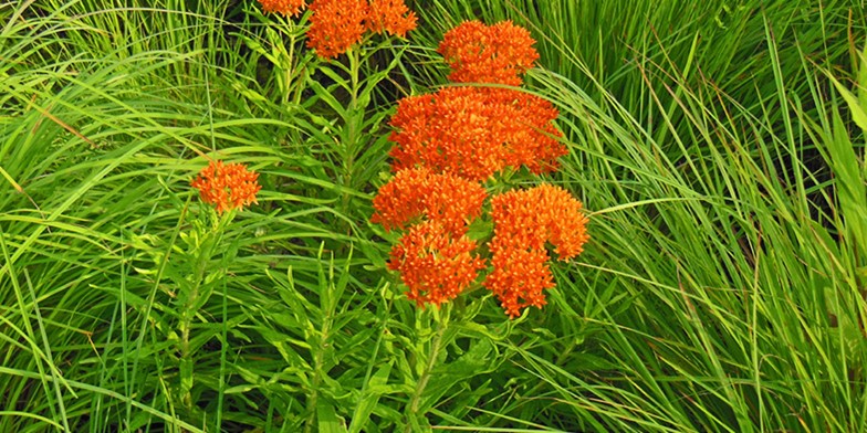 Butterflyweed – description, flowering period and general distribution in California. delicate orange flowers