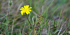 Asteraceae – description, flowering period and time in Yukon Territory, lonely flower in the meadow.