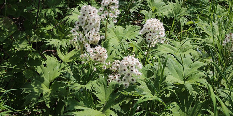 Composite – description, flowering period and general distribution in Massachusetts. clusters of white flowers