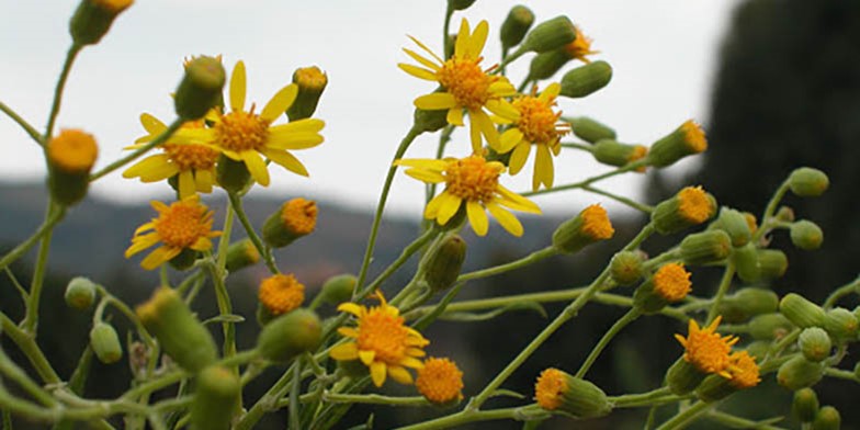 Asteraceae – description, flowering period and general distribution in Tennessee. flowers start to blossom