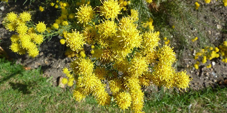 Asteraceae – description, flowering period. stems densely strewn with flowers