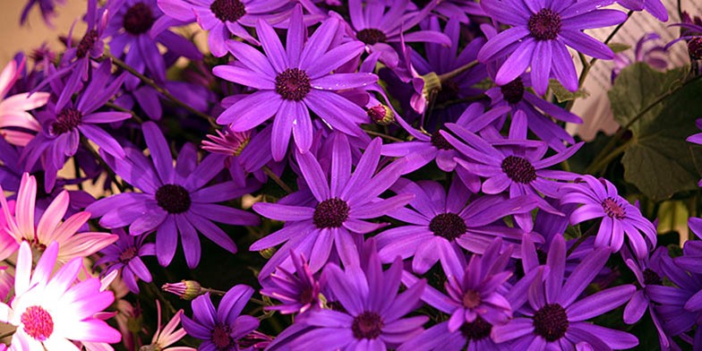 Composite – description, flowering period and general distribution in Colorado. gentle purple basket inflorescences