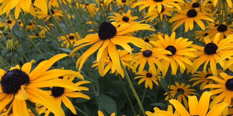 Aster – description, flowering period and general distribution in Virginia. flowering period