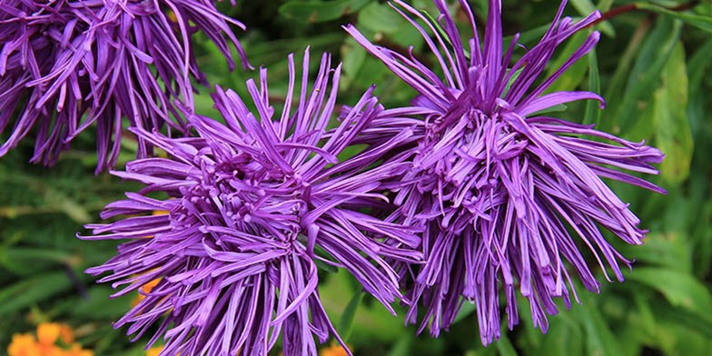 Aster – description, flowering period and general distribution in Connecticut. big flower buds on the stems