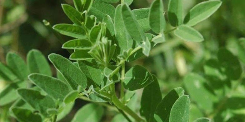Locoweed – description, flowering period and general distribution in Idaho. young green twig