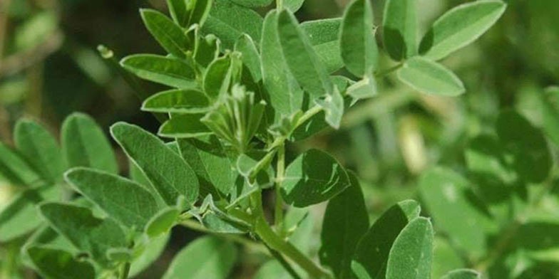 Locoweed – description, flowering period and general distribution in Oklahoma. young green twig