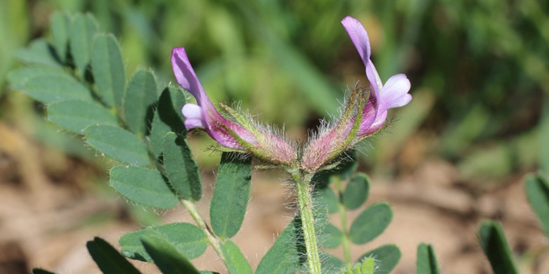 Goat's-thorn – description, flowering period. first  gently purple flowers