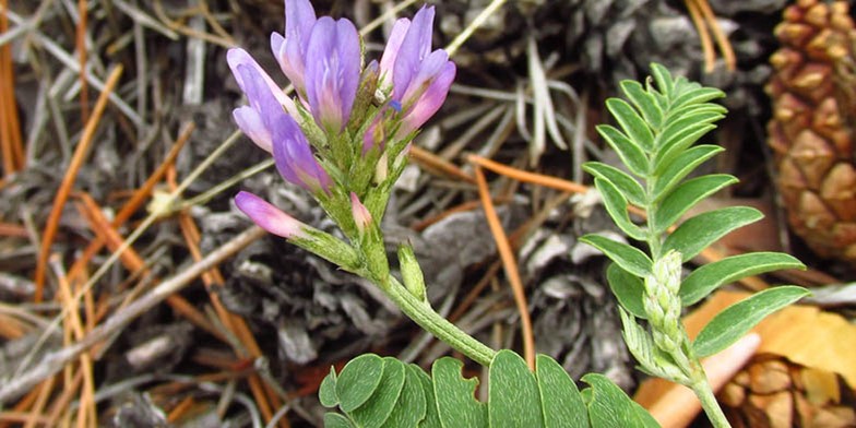 Astragalus – description, flowering period and general distribution in Texas. delicate flowers in a pine forest