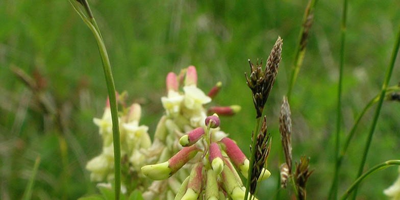Locoweed – description, flowering period and general distribution in Oklahoma. large inflorescences