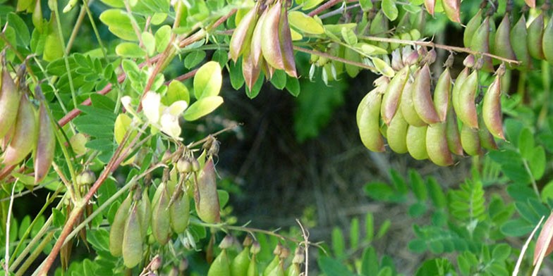 Goat's-thorn – description, flowering period and general distribution in Alberta. ripening fruits on the bushes